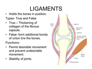 LIGAMENTS
• Holds the bones in position.
Types- True and False
• True – Thickening of
collagen of the fibrous
capsule.
• False- form additional bonds
of union b/w the bones.
Functions-
• Permit desirable movement
and prevent undesirable
movement.
• Stability of joints.
 
