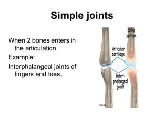 Simple joints
When 2 bones enters in
the articulation.
Example:
Interphalangeal joints of
fingers and toes.
 