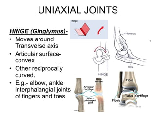 UNIAXIAL JOINTS
HINGE (Ginglymus)-
• Moves around
Transverse axis
• Articular surface-
convex
• Other reciprocally
curved.
• E.g.- elbow, ankle
interphalangial joints
of fingers and toes
 
