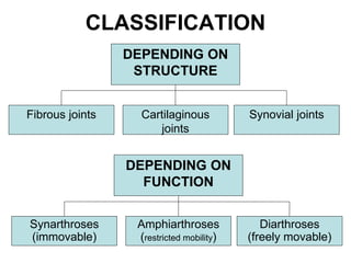 CLASSIFICATION
DEPENDING ON
STRUCTURE
Cartilaginous
joints
Fibrous joints Synovial joints
Amphiarthroses
(restricted mobility)
Synarthroses
(immovable)
Diarthroses
(freely movable)
DEPENDING ON
FUNCTION
 