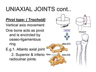 UNIAXIAL JOINTS cont..
Pivot type: ( Trochoid)
Vertical axis movement
One bone acts as pivot
and is encircled by
osseo-ligamentous
ring
E.g.1. Atlanto axial joint
2. Superior & inferior
radioulnar joints.
 