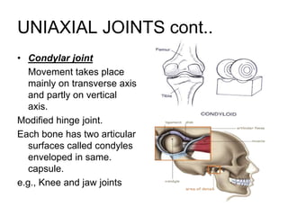 UNIAXIAL JOINTS cont..
• Condylar joint
Movement takes place
mainly on transverse axis
and partly on vertical
axis.
Modified hinge joint.
Each bone has two articular
surfaces called condyles
enveloped in same.
capsule.
e.g., Knee and jaw joints
 