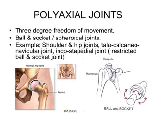 POLYAXIAL JOINTS
• Three degree freedom of movement.
• Ball & socket / spheroidal joints.
• Example: Shoulder & hip joints, talo-calcaneo-
navicular joint, inco-stapedial joint ( restricted
ball & socket joint)
 