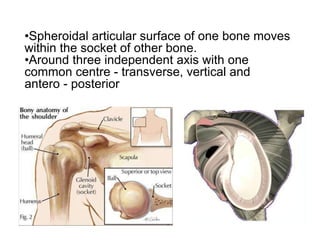 •Spheroidal articular surface of one bone moves
within the socket of other bone.
•Around three independent axis with one
common centre - transverse, vertical and
antero - posterior
 