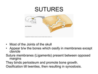 SUTURES
• Most of the Joints of the skull
• Appear b/w the bones which ossify in membranes except
clavicle
Suture membranes (Ligaments) present between opposed
margins
They binds periosteum and promote bone growth.
Ossification till twenties, then resulting in synostosis.
 
