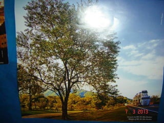 Joinville   ana lucia