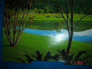 Joinville   ana lucia