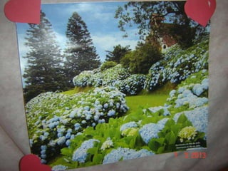 Joinville   ana lucia