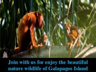 Join with us for enjoy the beautiful
nature wildlife of Galapagos Island
 