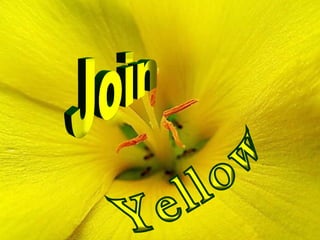 Join Yellow 