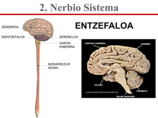 2. Nerbio Sistema
ZEREBROA                       ENTZEFALOA
DIENTZEFALOA         ZEREBELOA

                     GARUN
   ...