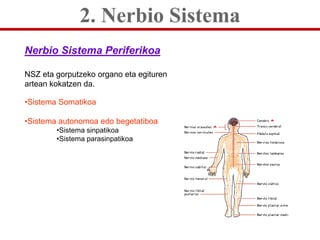 2. Nerbio Sistema
Nerbio Sistema Periferikoa

NSZ eta gorputzeko organo eta egituren
artean kokatzen da.

•Sistema Somatik...