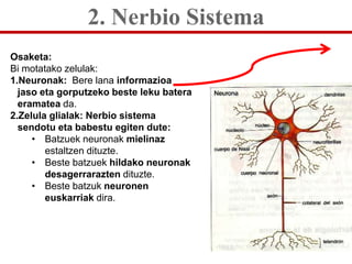 2. Nerbio Sistema
Osaketa:
Bi motatako zelulak:
1.Neuronak: Bere lana informazioa
  jaso eta gorputzeko beste leku batera
...