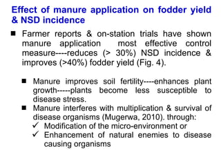Napier Stunt and Smut Resistance Project: key achievements and outputs in Uganda