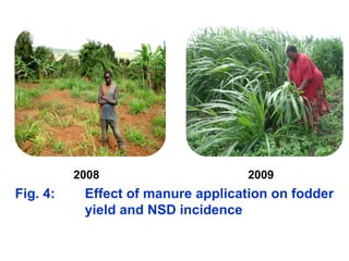 Napier Stunt and Smut Resistance Project: key achievements and outputs in Uganda