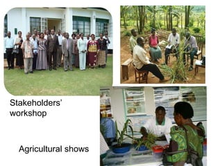 Napier Stunt and Smut Resistance Project: key achievements and outputs in Uganda