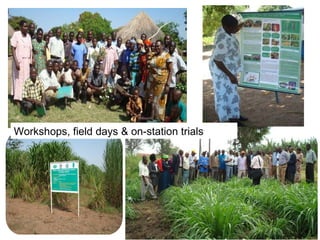 Napier Stunt and Smut Resistance Project: key achievements and outputs in Uganda