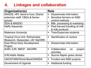 Napier Stunt and Smut Resistance Project: key achievements and outputs in Uganda