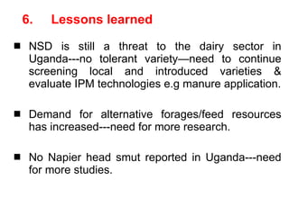 Napier Stunt and Smut Resistance Project: key achievements and outputs in Uganda
