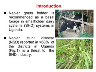 Napier Stunt and Smut Resistance Project: key achievements and outputs in Uganda