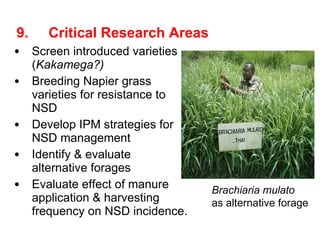 Napier Stunt and Smut Resistance Project: key achievements and outputs in Uganda