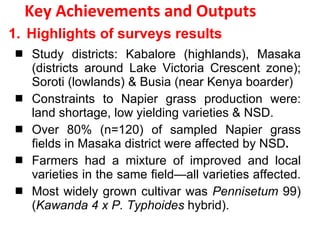 Napier Stunt and Smut Resistance Project: key achievements and outputs in Uganda