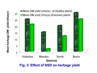 Napier Stunt and Smut Resistance Project: key achievements and outputs in Uganda