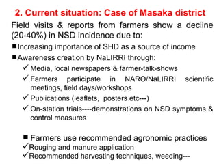Napier Stunt and Smut Resistance Project: key achievements and outputs in Uganda