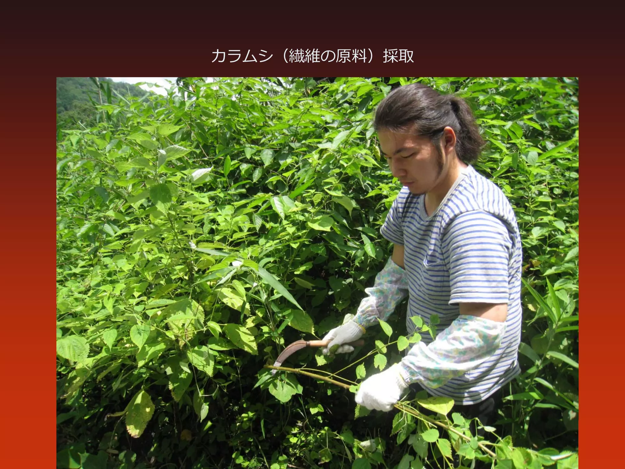 カラムシ（繊維の原料）採取
 