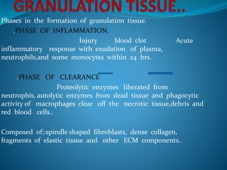 Phases in the formation of granulation tissue.
.PHASE OF INFLAMMATION.
Injury blood clot Acute
inflammatory response with exudation of plasma,
neutrophils,and some monocytes within 24 hrs.
.PHASE OF CLEARANCE
Proteolytic enzymes liberated from
neutrophis, autolytic enzymes from dead tissue and phagocytic
activity of macrophages clear off the necrotic tissue,debris and
red blood cells..
Composed of;:spindle shaped fibroblasts, dense collagen,
fragments of elastic tissue and other ECM components..
 