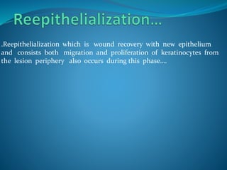 .Reepithelialization which is wound recovery with new epithelium
and consists both migration and proliferation of keratinocytes from
the lesion periphery also occurs during this phase….
 