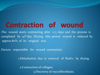 .The wound starts contracting after 2-3 days and the process is
completed by 14th day. During this period wound is reduced by
approx.80% of its original size.
.Factors responsible for wound contraction:
1.Dehydration due to removal of fluid s by drying.
2.Contraction of collagen.
3.Discovery of myyofibroblasts.
 
