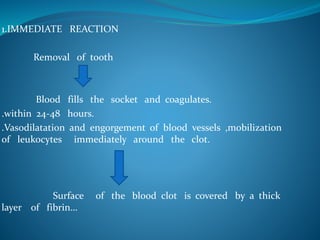 1.IMMEDIATE REACTION
Removal of tooth
Blood fills the socket and coagulates.
.within 24-48 hours.
.Vasodilatation and engorgement of blood vessels ,mobilization
of leukocytes immediately around the clot.
Surface of the blood clot is covered by a thick
layer of fibrin…
 