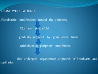 2.FIRST WEEK WOUND…
.Fibroblastic proliferation around the periphery
Clot acts as scaffold
gradually replaced by granulation tissue.
epithelium at periphery proliferates.
clot undergoes organization..:ingrowth of fibroblasts and
capillaries.
 