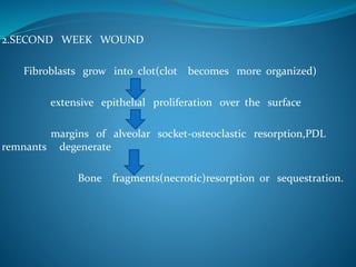 2.SECOND WEEK WOUND
Fibroblasts grow into clot(clot becomes more organized)
extensive epithelial proliferation over the surface
margins of alveolar socket-osteoclastic resorption,PDL
remnants degenerate
Bone fragments(necrotic)resorption or sequestration.
 