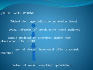 3.THIRD WEEK WOUND..
Original clot organized(mature granulation tissue)
young trabeculae of osteoid-entire wound periphery
osteoid produced by osteoblasts derived from
pleuripotent cells of PDL.
crest of alveolar bone-round off by osteoclastic
resorption
Surface of wound completely epithelialized…
 