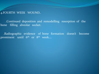 4.FOURTH WEEK WOUND..
.Continued deposition and remodelling resorption of the
bone filling alveolar socket.
.Radiographic evidence of bone formation doesn’t become
prominent until 6th or 8th week….
 