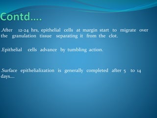 .After 12-24 hrs, epithelial cells at margin start to migrate over
the granulation tissue separating it from the clot.
.Epithelial cells advance by tumbling action.
.Surface epithelialization is generally completed after 5 to 14
days….
 