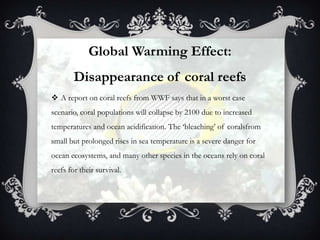 Global Warming Effect:
        Disappearance of coral reefs
 A report on coral reefs from WWF says that in a worst case
scenario, coral populations will collapse by 2100 due to increased
temperatures and ocean acidification. The „bleaching‟ of coralsfrom
small but prolonged rises in sea temperature is a severe danger for
ocean ecosystems, and many other species in the oceans rely on coral
reefs for their survival.
 