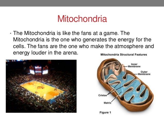 cell project jonathan haims 7 w mitochondria analogy