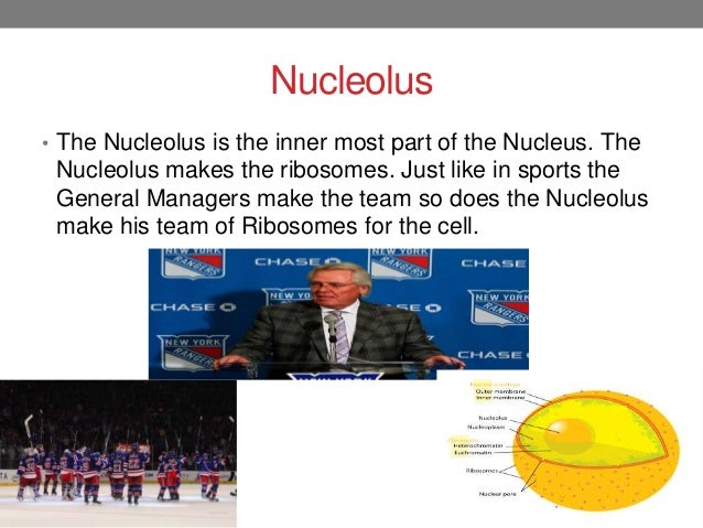 What happens in the nucleolus?