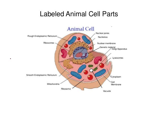 parts of an animal cell
