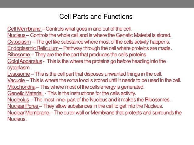 cell analogy ideas