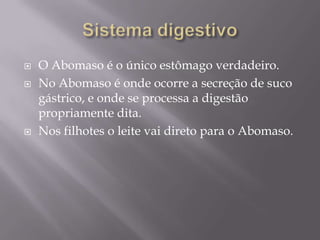 Sistema digestivoO Abomaso é o único estômago verdadeiro.No Abomaso é onde ocorre a secreção de suco gástrico, e onde se processa a digestão propriamente dita.Nos filhotes o leite vai direto para o Abomaso.
