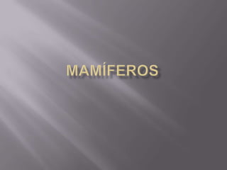 Mamíferos