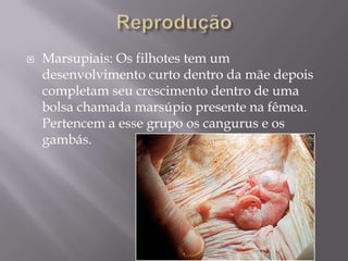 ReproduçãoMarsupiais: Os filhotes tem um desenvolvimento curto dentro da mãe depois completam seu crescimento dentro de uma bolsa chamada marsúpio presente na fêmea. Pertencem a esse grupo os cangurus e os gambás.