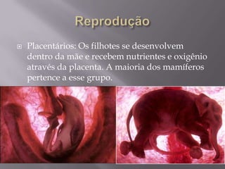 ReproduçãoPlacentários: Os filhotes se desenvolvem dentro da mãe e recebem nutrientes e oxigênio através da placenta. A maioria dos mamíferos pertence a esse grupo.