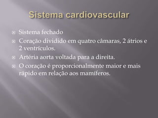 Sistema cardiovascularSistema fechadoCoração dividido em quatro câmaras, 2 átrios e 2 ventrículos. Artéria aorta voltada para a direita.O coração é proporcionalmente maior e mais rápido em relação aos mamíferos.