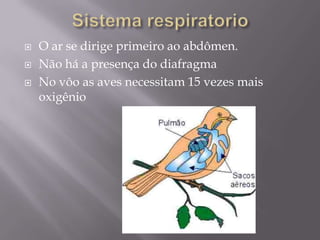 Sistema respiratorioO ar se dirige primeiro ao abdômen.Não há a presença do diafragmaNo vôo as aves necessitam 15 vezes mais oxigênio