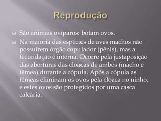 ReproduçãoSão animais ovíparos: botam ovos.Na maioria das espécies de aves machos não possuírem órgão copulador (pênis), mas a fecundação é interna. Ocorre pela justaposição das aberturas das cloacas de ambos (macho e fêmea) durante a cópula. Após a cópula as fêmeas eliminam os ovos pela cloaca no ninho, e estes ovos são protegidos por uma casca calcária.